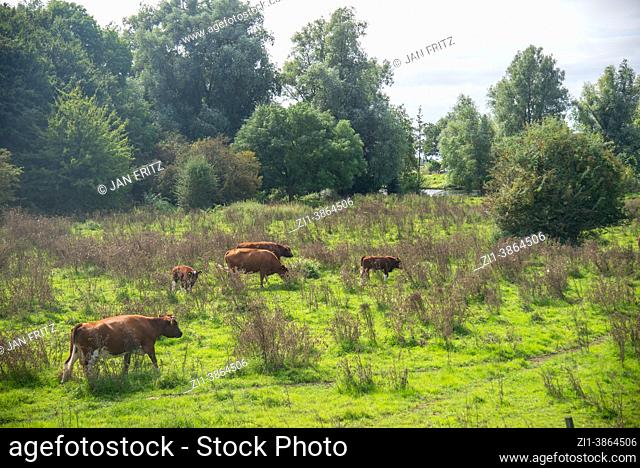 authentic Brandrode cows near Maas river in Hollend