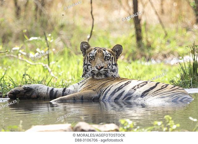 Asia, India, Maharashtra, Tadoba Andhari Tiger Reserve, Tadoba national park, Bengal tiger (Panthera tigris tigris), refreshes itself in an artificial water...