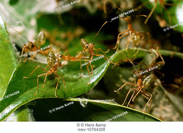 Green Ants (Oecophylla virescens)