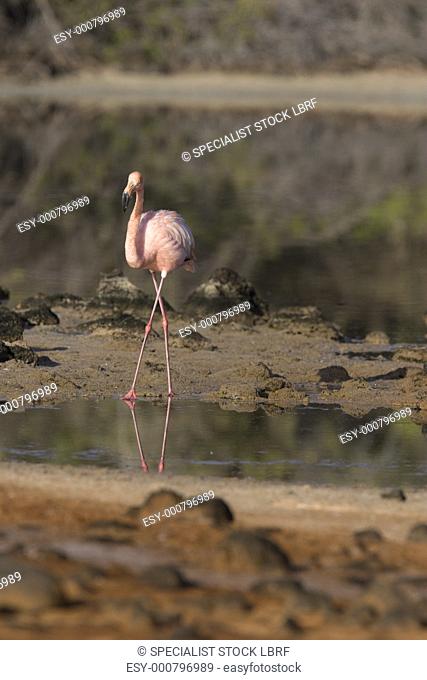 Greater flamingo Phoenicopterus ruber foraging for small pink shrimp Artemia salina in saltwater lagoons in the Galapagos Island Group, Ecuador Pacific Ocean