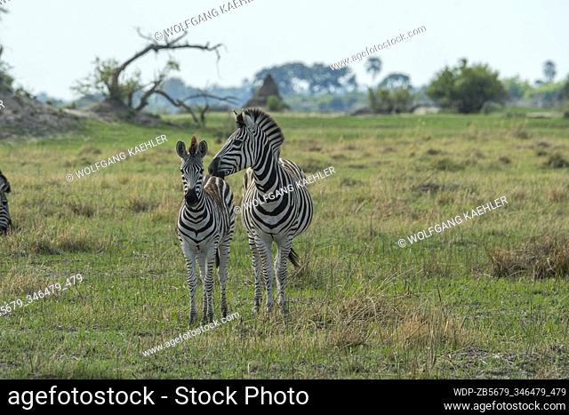 Plains zebras (Equus quagga, formerly Equus burchellii), mother with a yearling, on the floodplains in the Gomoti Plains area, a community run concession