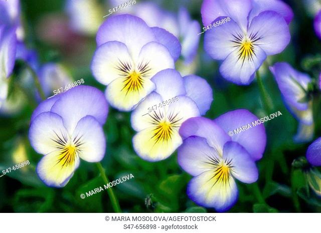 Pansy Flowers. Viola x wittrockiana. May 2007, Maryland, USA