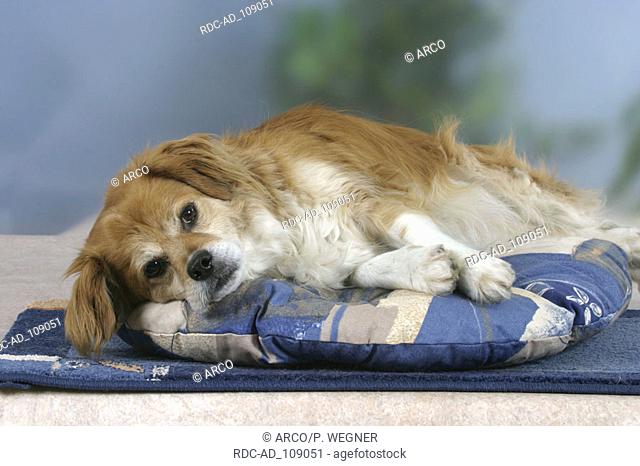 Mixed Breed Dog on cushion
