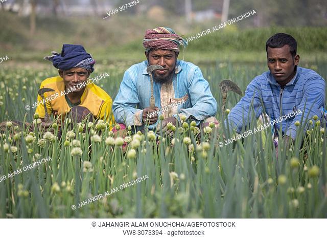 Bangladeshi labor working on onion cultivation field at Savar, Bangladesh
