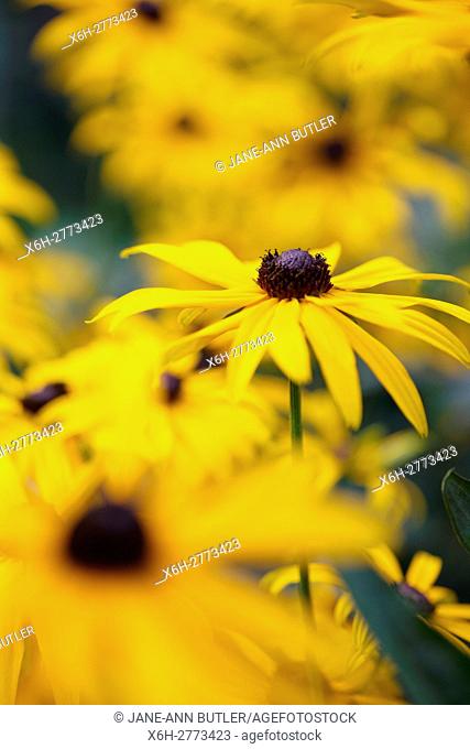 a feel good display of Summer rudbeckia, coneflower or black-eyed susan