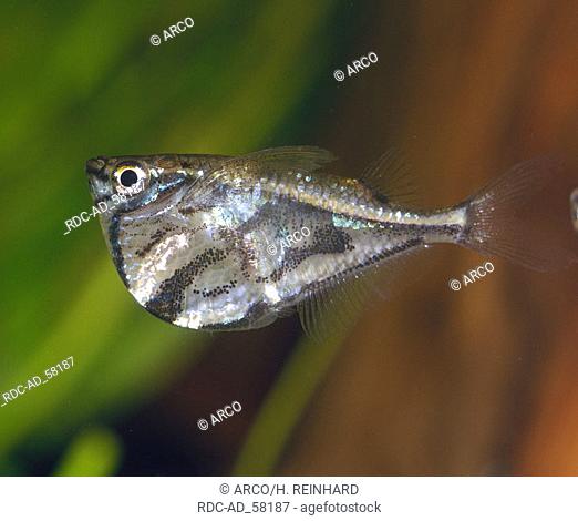 Marbled Hatchetfish Carnegiella strigata side