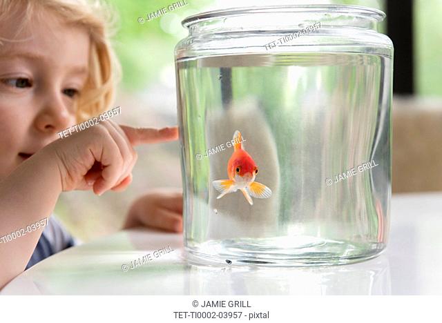 Curious boy pointing at goldfish in bowl