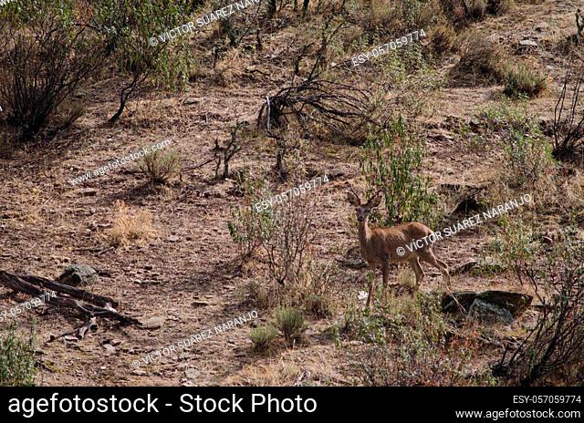 Spanish red deer Cervus elaphus hispanicus. Young stag. Monfrague National Park. Caceres. Extremadura. Spain