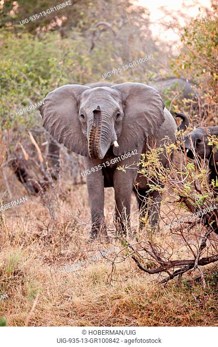 Elephants between trees at Bwabwata in Namibia