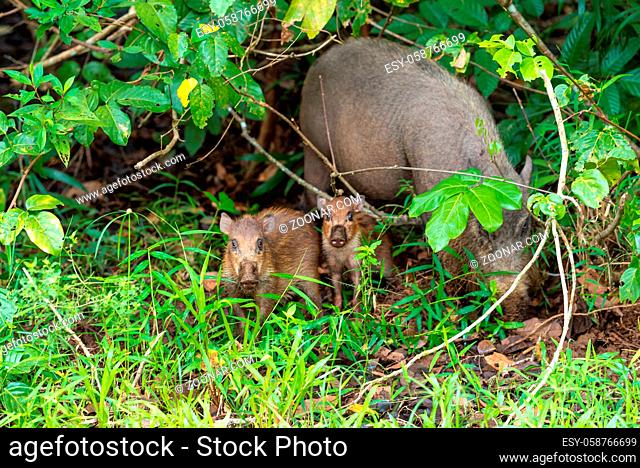 Borneo bearded pig wild sow with its piglet where are free living and free roaming near the headquarter of the Bako National Park on Borneo