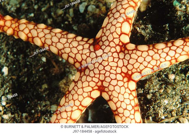 Horizontal image of a starfish (celerina heffernani)resting on the sea bottom - Papua New Guinea (Pacific)