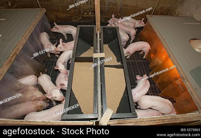 Pig farming, newly weaned piglets, in pen with heat lamp, slatts and plastic feeder, England, United Kingdom, Europe