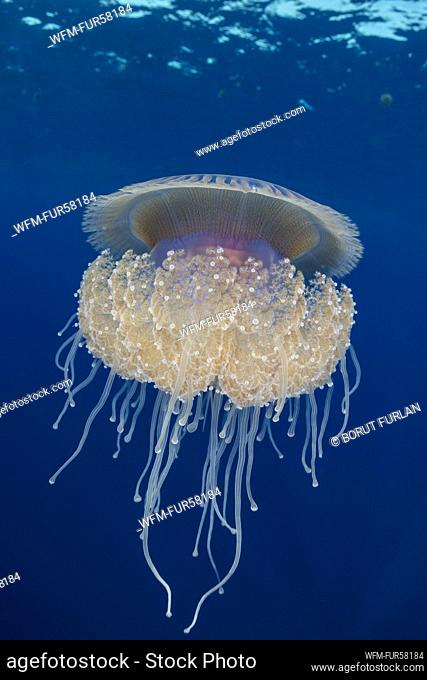 Cauliflower Jellyfish, Cephea cephea, Elphinstone Reef, Red Sea, Egypt