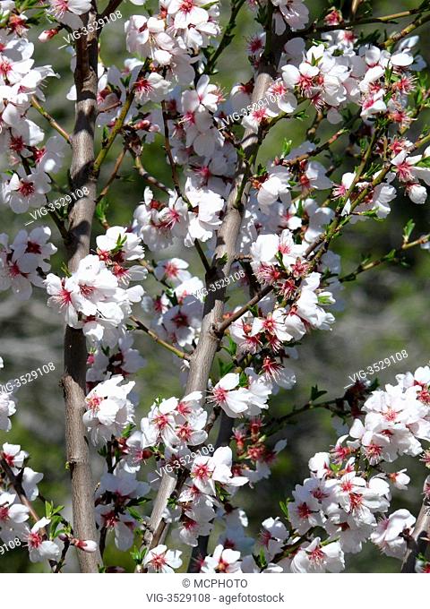 blooming almond tree - 23/03/2008