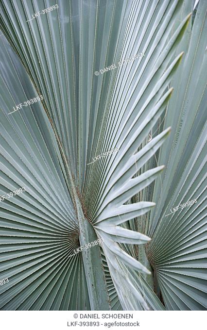 Washingtonia palm leaves, Puerto de la Cruz, Tenerife, Canary Islands, Spain, Europe
