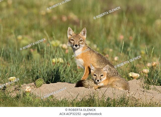 Swift fox Vulpes velox, male and kit at den, near Pawnee National Grassland, Colorado