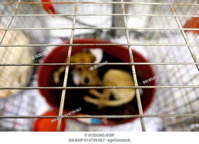 Caged dog. Animal protection organisation
