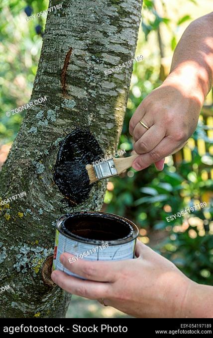 Person bestreicht Schnittfläche eines Obstbaumes mit Holzteer - Nahaufnahme