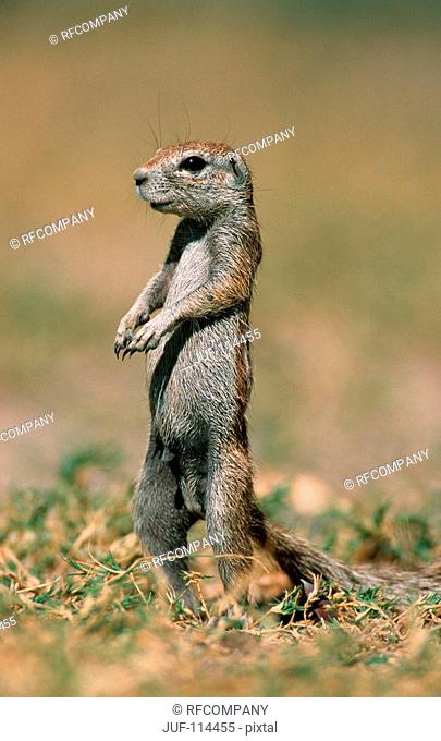 cape ground squirrel - standing / Xerus inauris