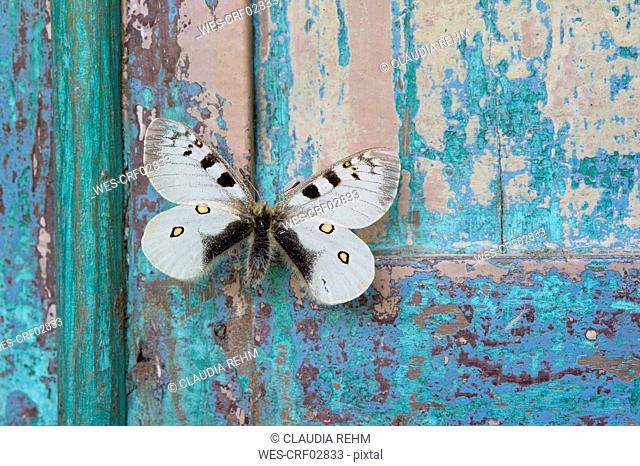 Butterfly on flaking turquoise wood