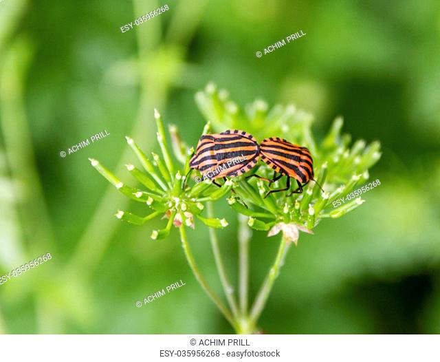 two italian striped bugs in natural green ambiance at spring time