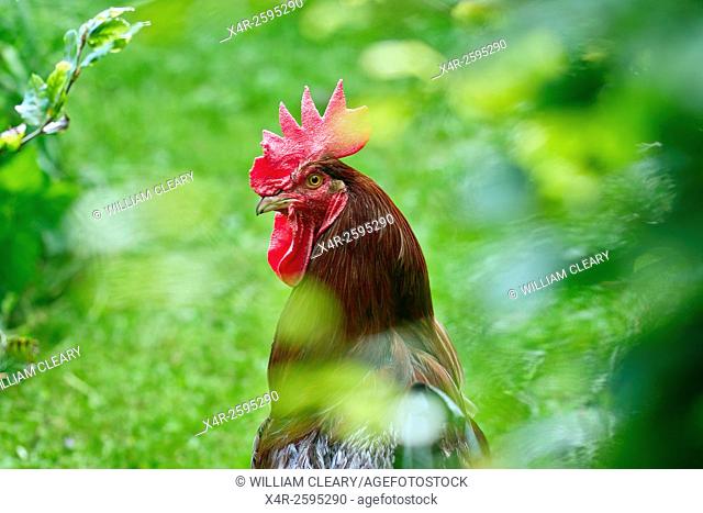 Rooster viewed through bushes