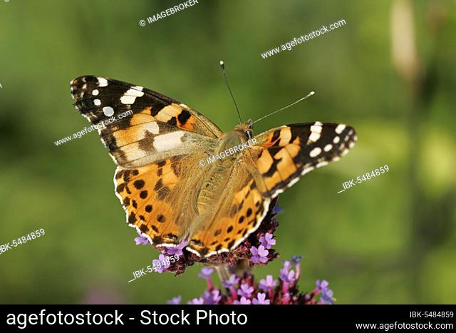 Painted lady (Cynthia cardui) Schleswig-Holstein, Germany, Europe
