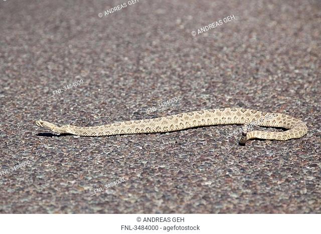 Western diamond rattlesnake Crotalus adamanteus on the ground, USA