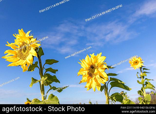 14 November 2023, Brandenburg, Schorbus: A few sunflowers stand in a field. Photo: Frank Hammerschmidt/dpa. - Schorbus/Brandenburg/Germany