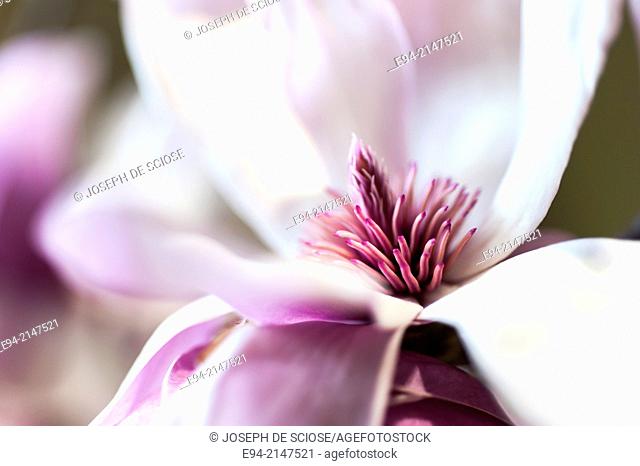 Close up of a saucer magnolia flower
