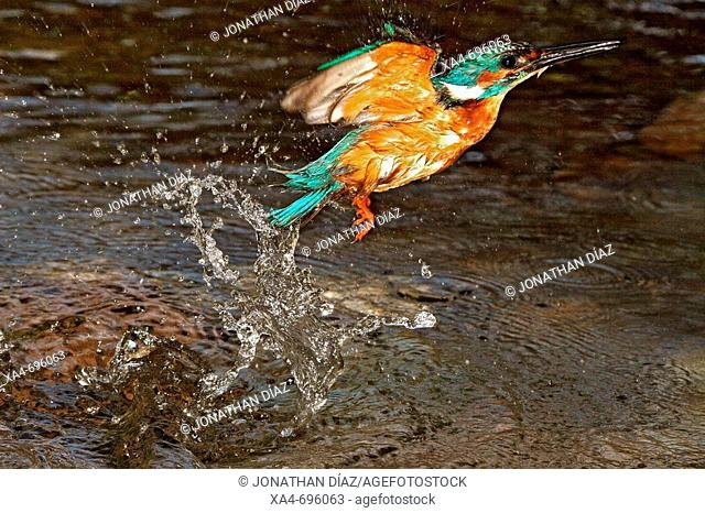 Kingfisher (Alcedo atthis). Bergantes river, Castellon province, Comunidad Valenciana, Spain