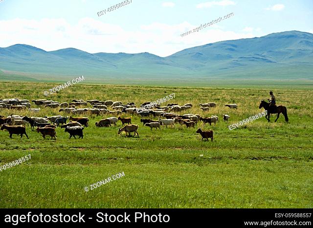 Gemischte Herde aus Schafen und Kaschmir Ziegen grast in der Steppe, Mongolei / Mixed herd of sheep and Kashmir goats grazing in the steppe, Mongolia