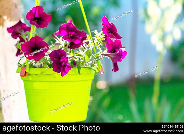 Flowers in the pot in summer garden