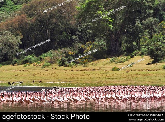 25 September 2022, Tanzania, Arusha: Flamingos (Phoenicopteridae) stand in the water at the edge of the lake of Empakaai Crater