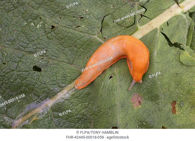 Red Slug Arion ater rufus adult, orange form of great black slug, slime trail on leaf in garden, England