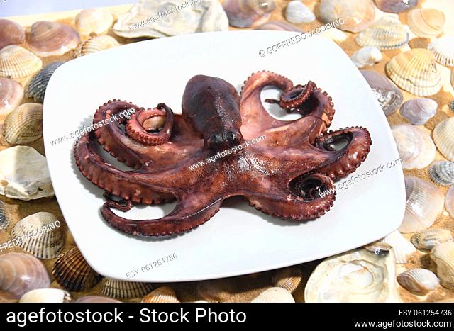 Italian octopus caught in the Mediterranean cooked and ready to be made into a salad