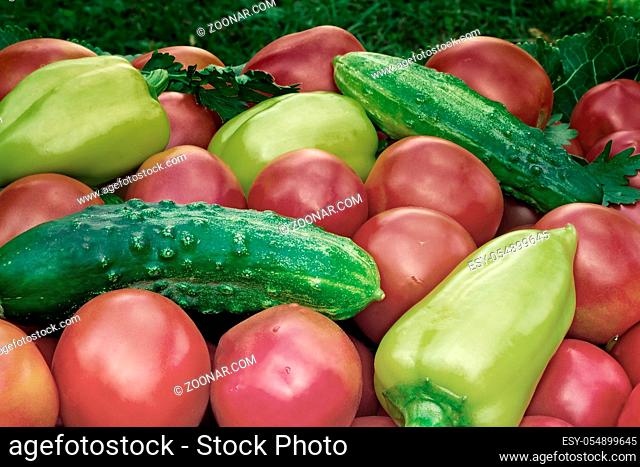 A large number mature bright red tomato, pepper, cucumbers lie on a shop show-window