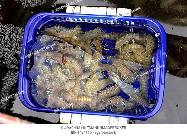 Fresh catch of shrimp from floating fishfarm, Halong Bay, Vinh Ha Long, North Vietnam, Vietnam, Southeast Asia, Asia