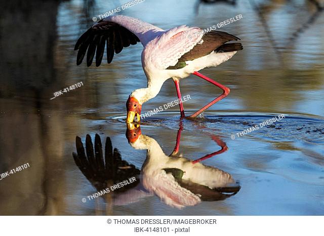 Yellow-billed Stork (Mycteria ibis), hunting in a pool with one wing open to keep balance, Okavango Delta, Moremi Game Reserve, Botswana