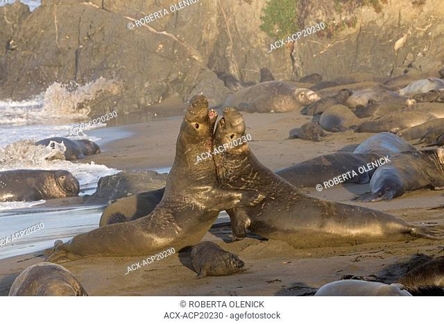Northern elephant seals Mirounga angustirostris, bulls fighting, Piedras Blancas, California, USA