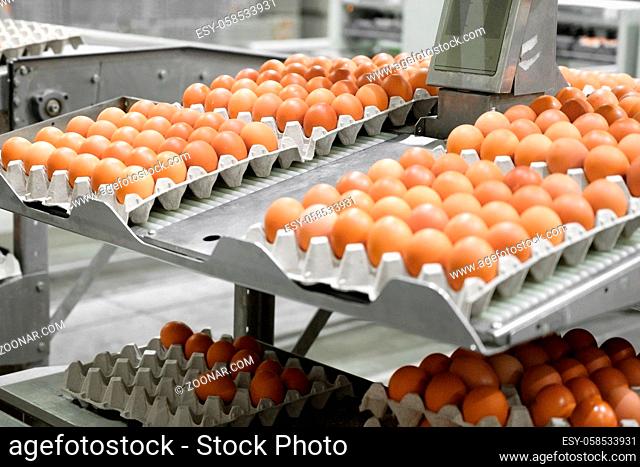 Factory Chicken egg production. Worker sort chicken eggs on conveyor. Agribusiness company. High quality photo