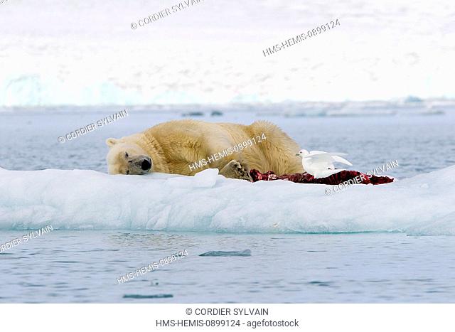 Norway, Svalbard, Spitsbergern, Polar Bear (Ursus maritimus) with pieces of a killed seal and Ivory Gull