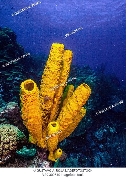 Aplysina fistularis los roques - venezuela Yellow Tube Sponge