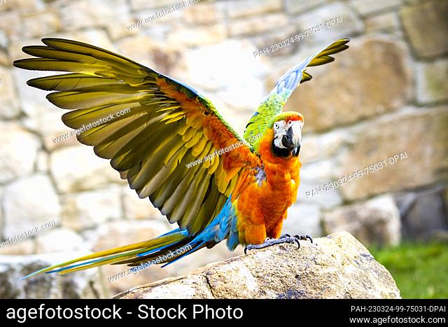 24 March 2023, Lower Saxony, Hanover: Macaw Inka sits on a stone at Hannover Adventure Zoo. The Hannover Adventure Zoo has presented the novelties of the 2023...