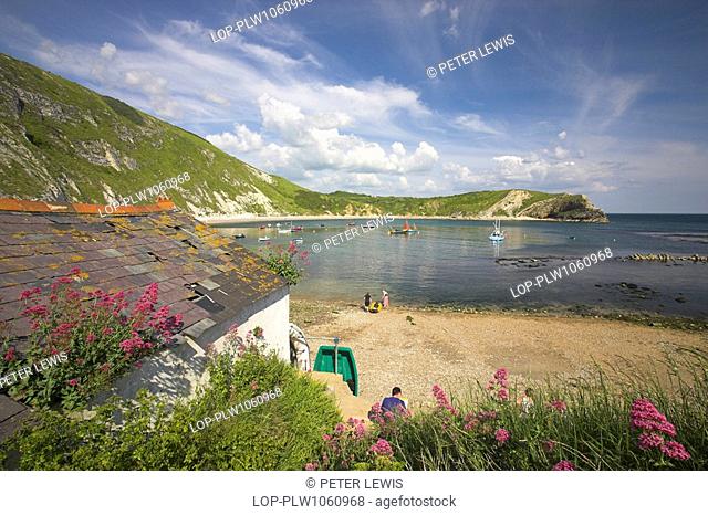 England, Dorset, Lulworth Cove, The flowers of the Red Valerian Centranthus ruber growing on the chalk cliffs and buildings at Lulworth Cove on the Jurassic...