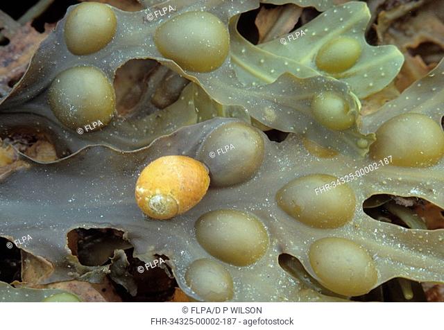 Flat Periwinkle Littorina littoralis On Bladder Wrack Fucus vesiculosus / Looe, Sth