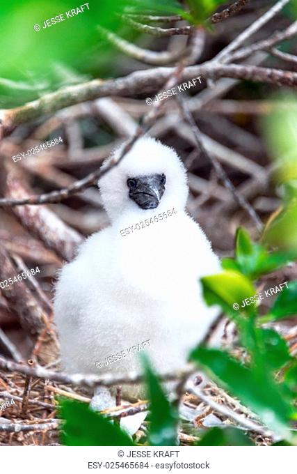 Fluffy white red footed booby chick on Genovesa Island in the Galapagos Islands in Ecuador