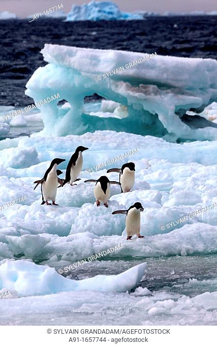 Adelie Penguin (Pygoscelis adeliae) colony on Paulet Island, Antarctica