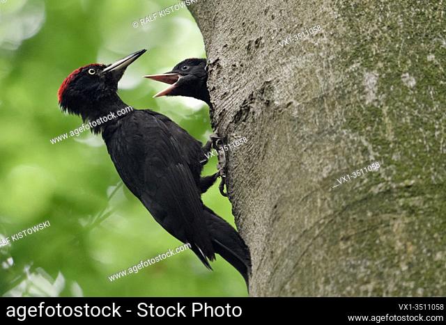 Black Woodpecker ( Dryocopus martius ) feeding young nestling, wildlife, Europe
