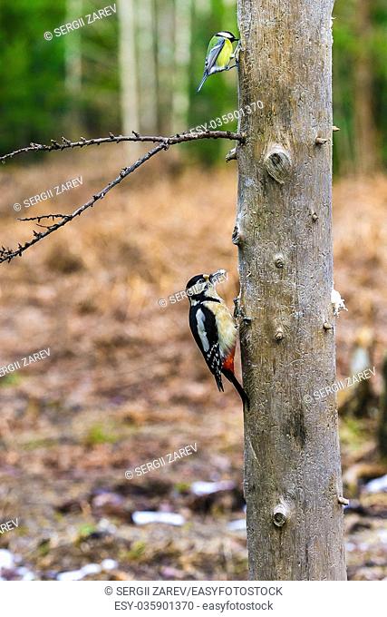 Great Spotted Woodpecker sitting on a tree in a spring forest